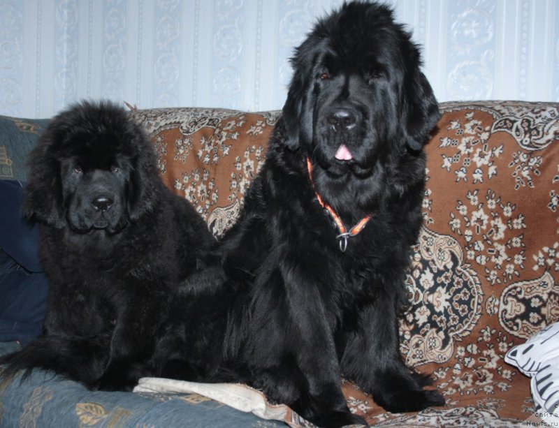 Фото: ньюфаундленд YAntarnaya Mechta (Янтарная Мечта), ньюфаундленд Fortuna of Giant's Island