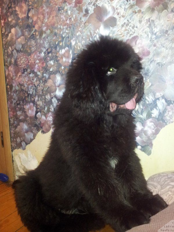 Фото: ньюфаундленд Dark Pride Baribal (Дак Прайд Барибал)