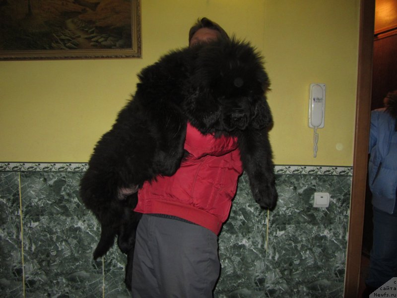 Фото: ньюфаундленд Dark Pride Bright Bias (Дак Прайд Брайт Биас)