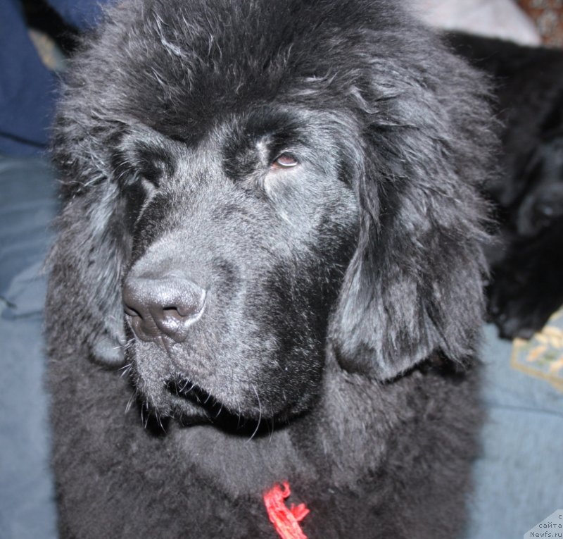 Фото: ньюфаундленд YUtub For YU (Ютуб Фор Ю)