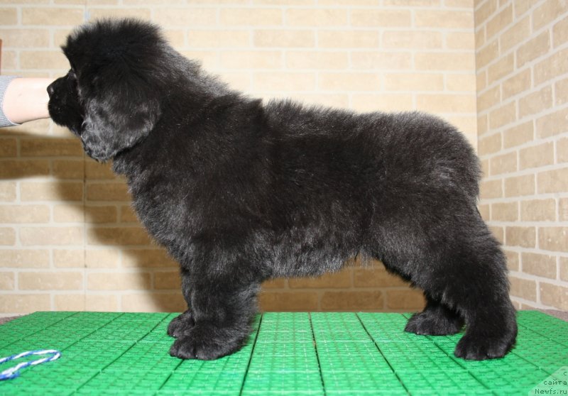 Фото: ньюфаундленд Akvatoriya Kelvin SHedevr (Акватория Келвин Шедевр)