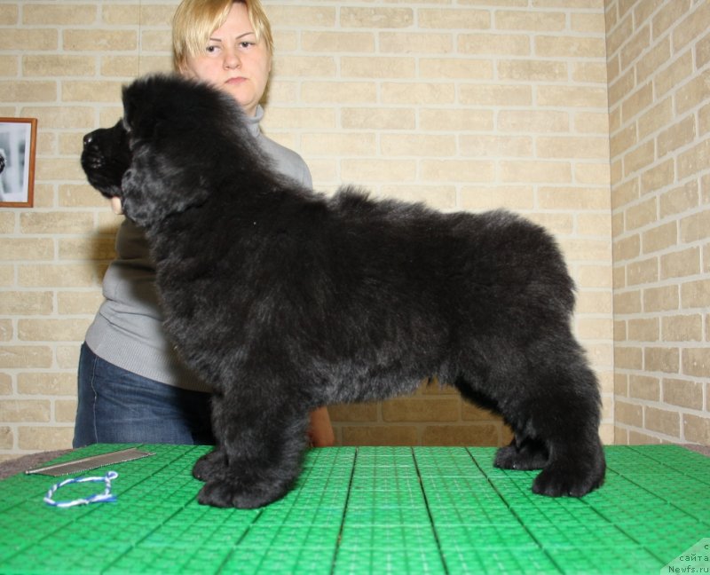 Фото: ньюфаундленд Akvatoriya Kelvin SHedevr (Акватория Келвин Шедевр)