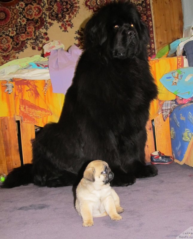 Фото: ньюфаундленд Ih Vyisochestvo Vladlena Madjiks (Их Высочество Владлена Маджикс), Потап Розали Белл