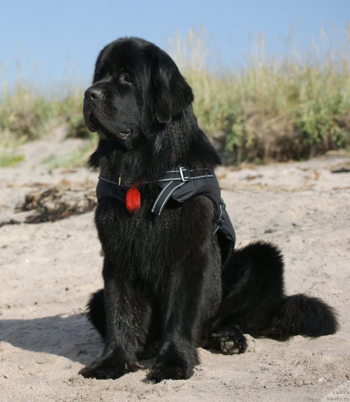 Фото: ньюфаундленд Aquatoriya Kelvin Kadril (Акватория Келвин Кадриль)