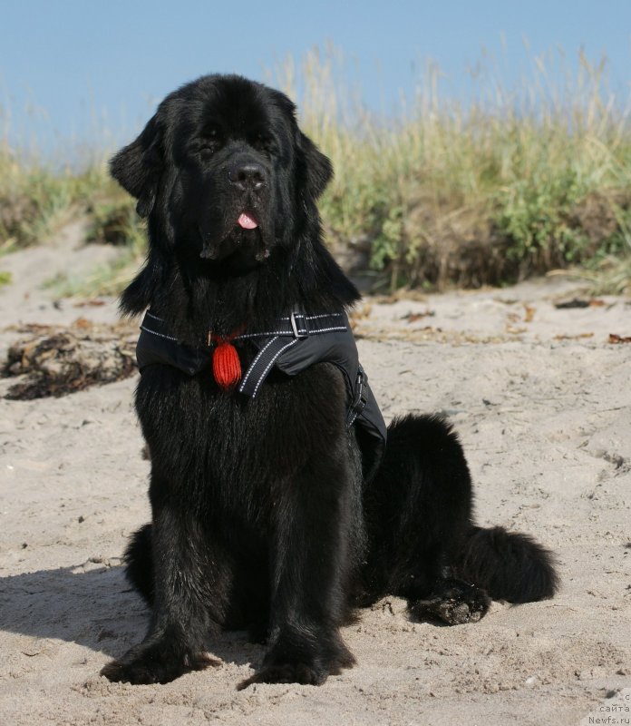 Фото: ньюфаундленд Aquatoriya Kelvin Kadril (Акватория Келвин Кадриль)