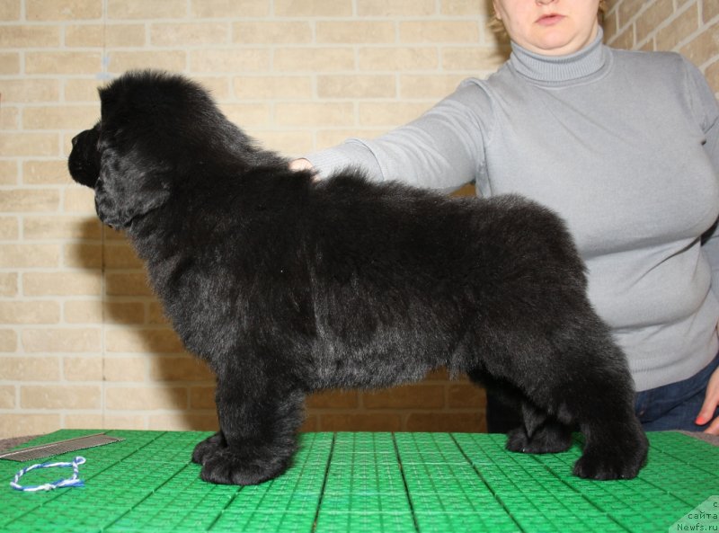 Фото: ньюфаундленд Akvatoriya Kelvin Zaskiya (Акватория Келвин Заския), ньюфаундленд Akvatoriya Kelvin Insayder (Акватория Келвин Инсайдер)