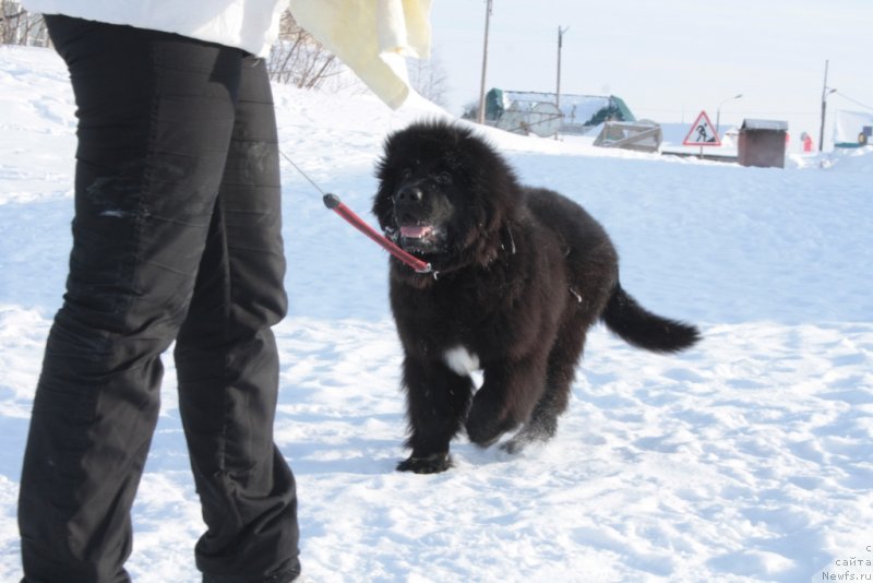 Фото: ньюфаундленд YU Belong Tu Mi (Ю Белонг Ту Ми)