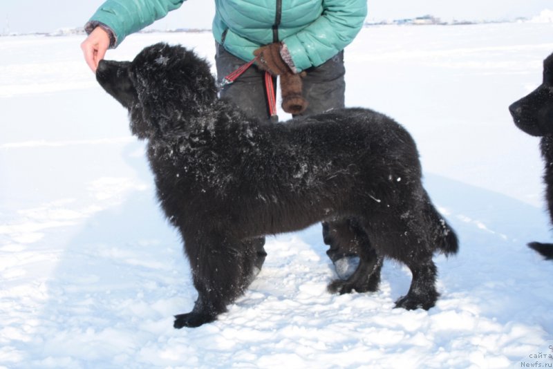 Фото: ньюфаундленд YU Belong Tu Mi (Ю Белонг Ту Ми)