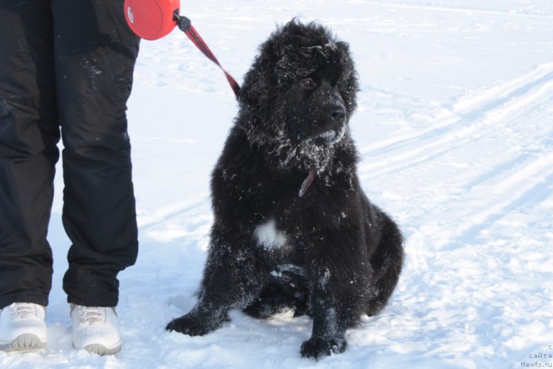 Фото: ньюфаундленд YU Belong Tu Mi (Ю Белонг Ту Ми)