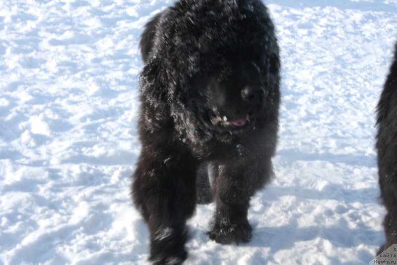 Фото: ньюфаундленд YAhont Dragocennyiy (Яхонт Драгоценный)
