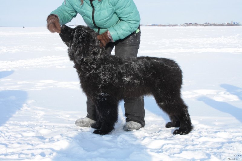 Фото: ньюфаундленд YAhont Dragocennyiy (Яхонт Драгоценный)