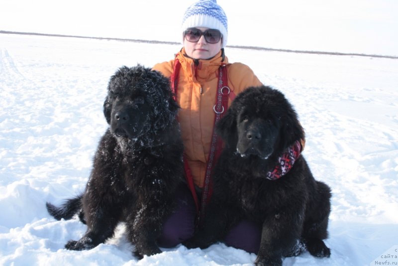 Фото: ньюфаундленд YAhont Dragocennyiy (Яхонт Драгоценный), Ана, ньюфаундленд YAntarnaya Mechta (Янтарная Мечта)