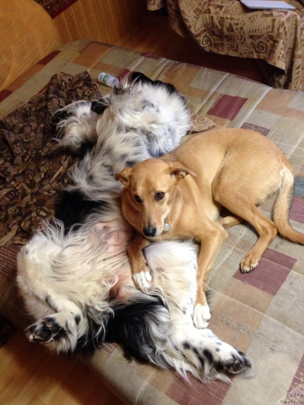 Фото: ньюфаундленд Plushevaya Panda Ultra Modnaja Schtutschka (Плюшевая Панда Ультра Модная Штучка)