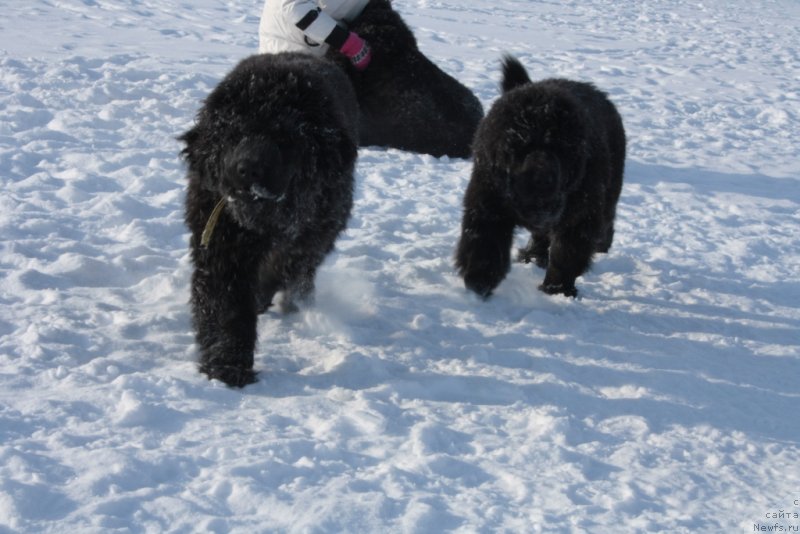 Фото: ньюфаундленд YAvnaya Krasota (Явная Красота), ньюфаундленд YAntarnaya Mechta (Янтарная Мечта)