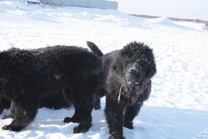 Фото: ньюфаундленд YAvnaya Krasota (Явная Красота)