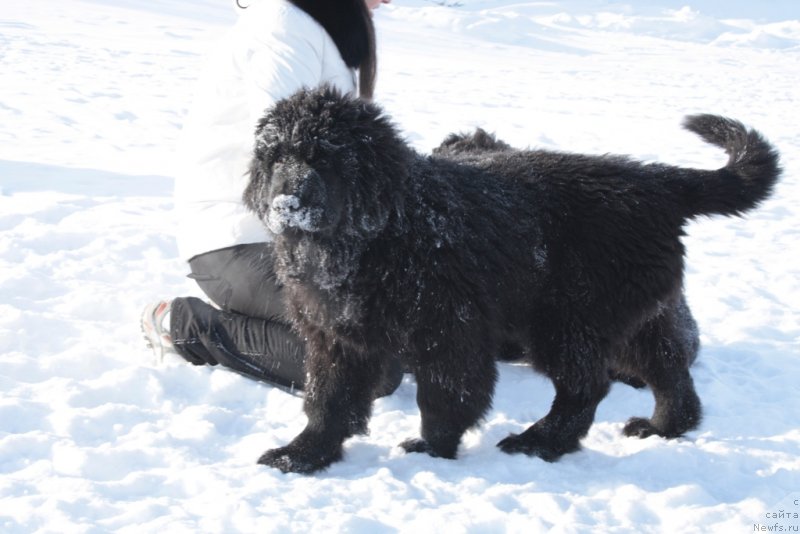 Фото: ньюфаундленд YAmayka Pesnya Lyubvi (Ямайка Песня Любви)
