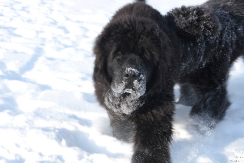Фото: ньюфаундленд YAntarnaya Mechta (Янтарная Мечта)