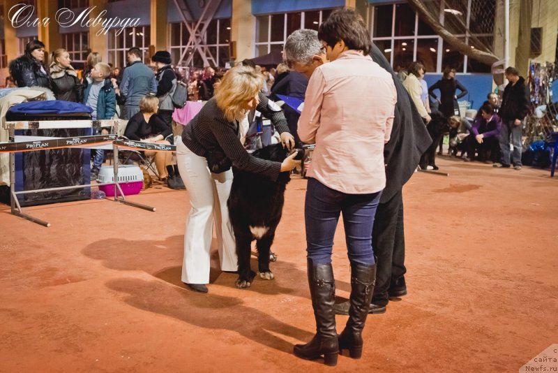 Фотография № 119518