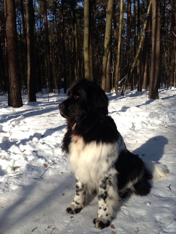 Фото: ньюфаундленд Plushevaya Panda Ultra Modnaja Schtutschka (Плюшевая Панда Ультра Модная Штучка)