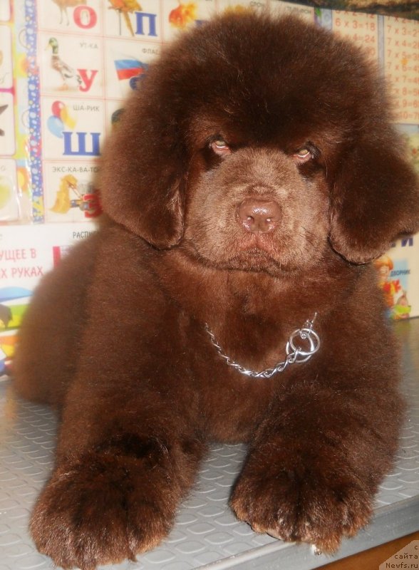 Фото: ньюфаундленд Solnechnaya Kimberli (Солнечная Кимберли)