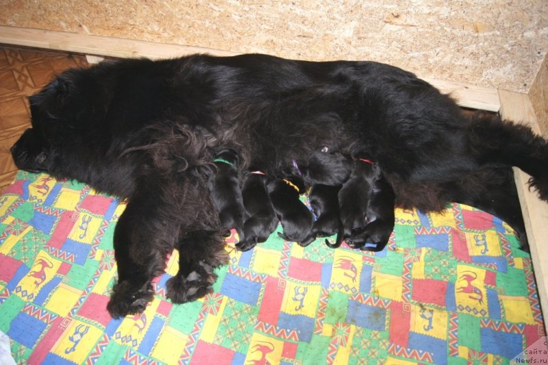 Фото: ньюфаундленд Sent Djons Ulrika (Сент Джонс Ульрика)