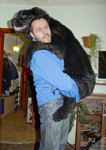 Фото: ньюфаундленд L'vinoe Serdce (Львиное Сердце), Andrey Volkov (Андрей Волков)