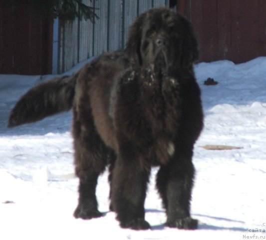 Фото: ньюфаундленд Plushevaya Panda Cheri Suisse (Плюшевая Панда Чери Свис)