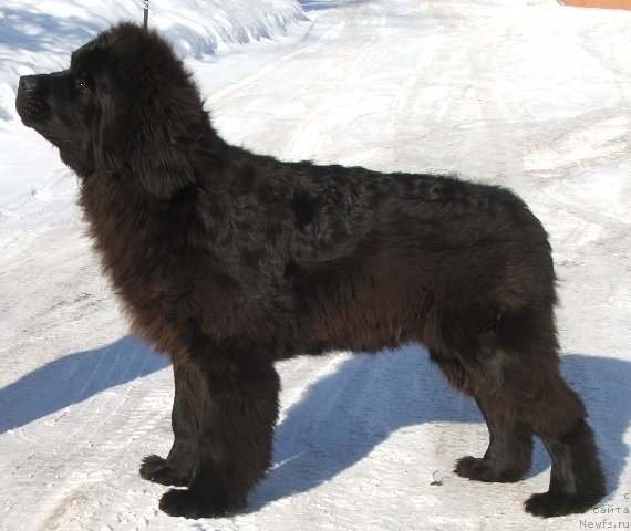 Фото: ньюфаундленд Plushevaya Panda Cherry Brandy (Плюшевая Панда Черри Бренди)