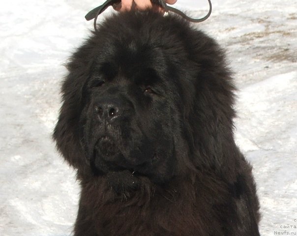 Фото: ньюфаундленд Plushevaya Panda Cherry Brandy (Плюшевая Панда Черри Бренди)