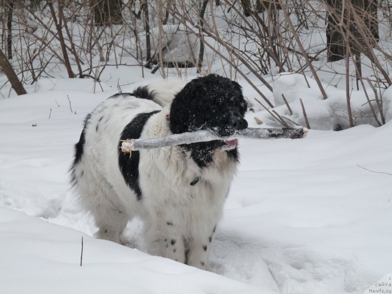 Фотография № 119568