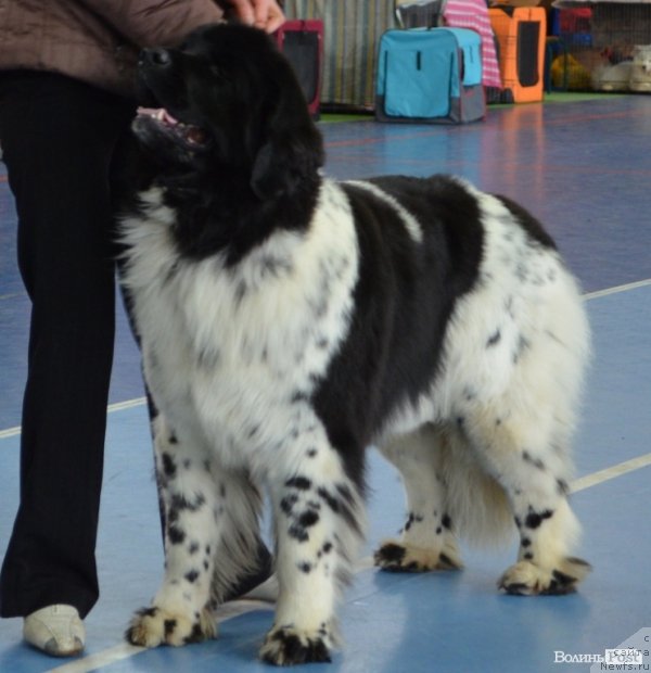 Фотография № 119572