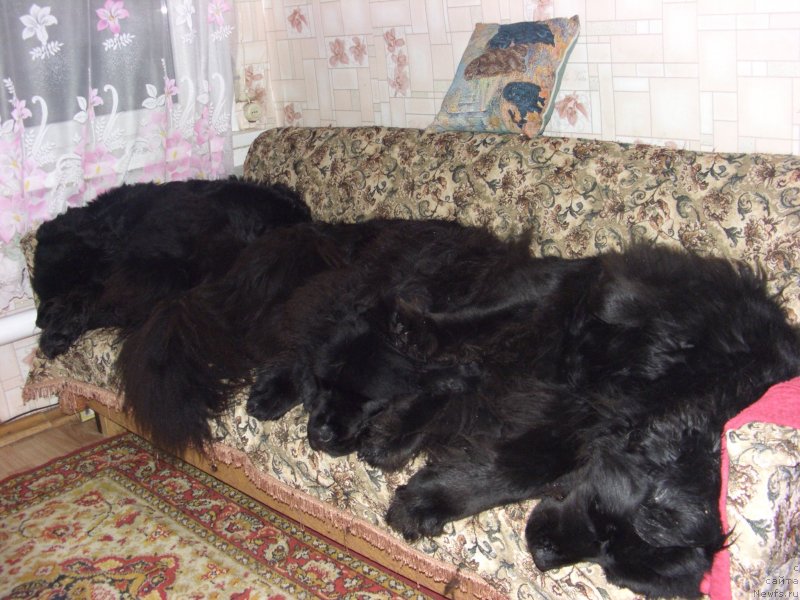 Фото: ньюфаундленд Akin Soul Sofiya (Акин Соул София), ньюфаундленд Lesnaya Skazka Lunnaya Sonata (Лесная Сказка Лунная Соната), ньюфаундленд Baryishnya (Барышня)