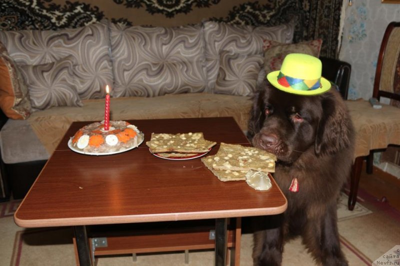 Фото: ньюфаундленд Horunzhy s Berega Dona (Хорунжий с Берега Дона)