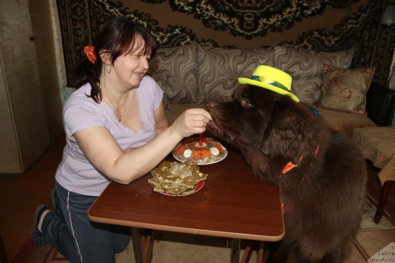 Фото: ньюфаундленд Horunzhy s Berega Dona (Хорунжий с Берега Дона)