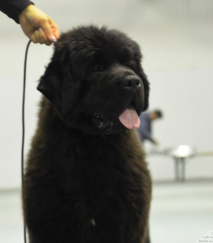 Фотография № 119595