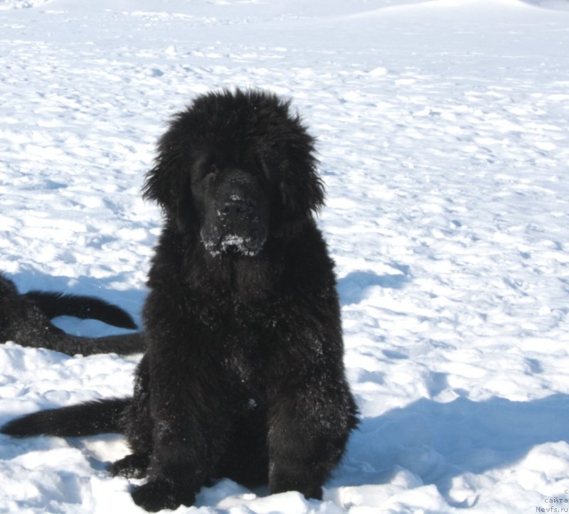 Фото: ньюфаундленд YAntarnaya Mechta (Янтарная Мечта)