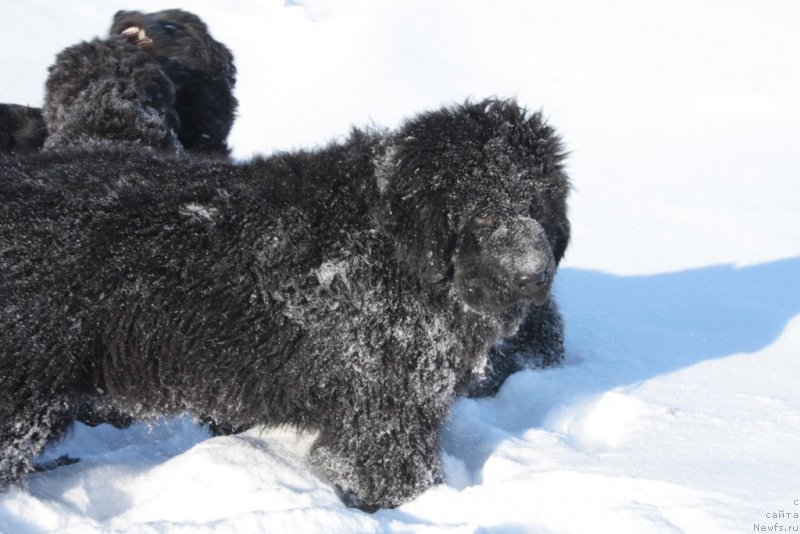 Фото: ньюфаундленд YAmayka Pesnya Lyubvi (Ямайка Песня Любви)
