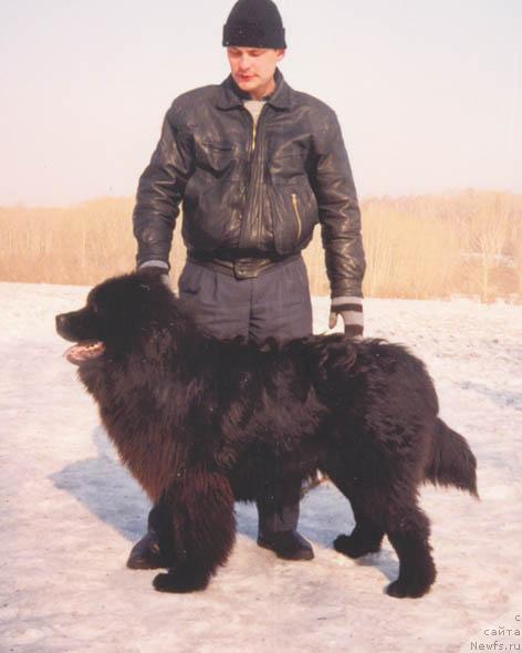 Фото: ньюфаундленд Seyver Otello (Сейвер Отелло)