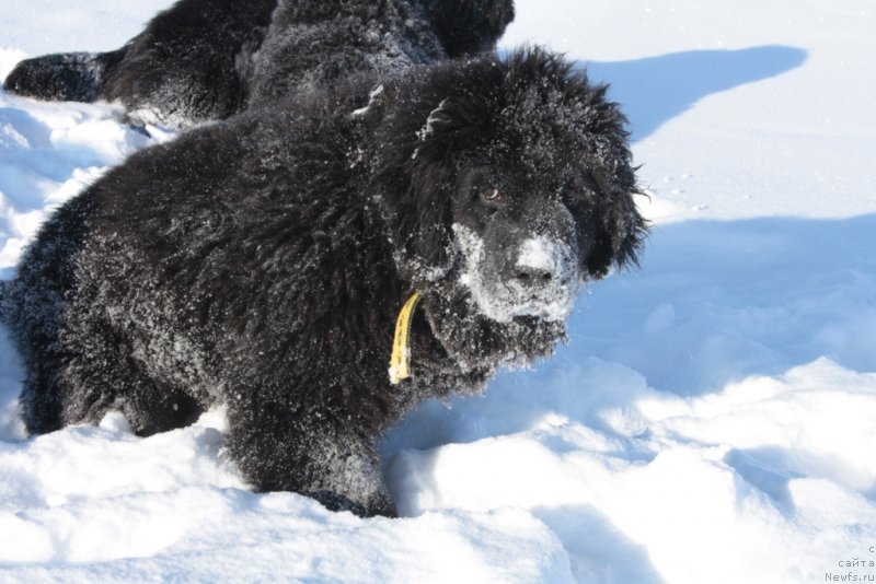 Фото: ньюфаундленд YAvnaya Krasota (Явная Красота)