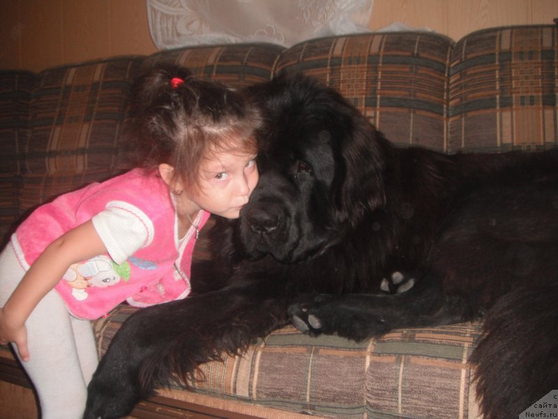 Фото: ньюфаундленд Kumir Sibiri ot Marleon Dusvik (Кумир Сибири от Марлеон Дусвик)