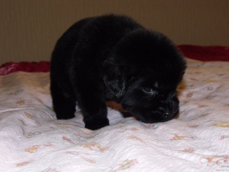 Фото: Девочка без ленты, ньюфаундленд Grand Byebi Ariadna (Гранд Бэби Ариадна)