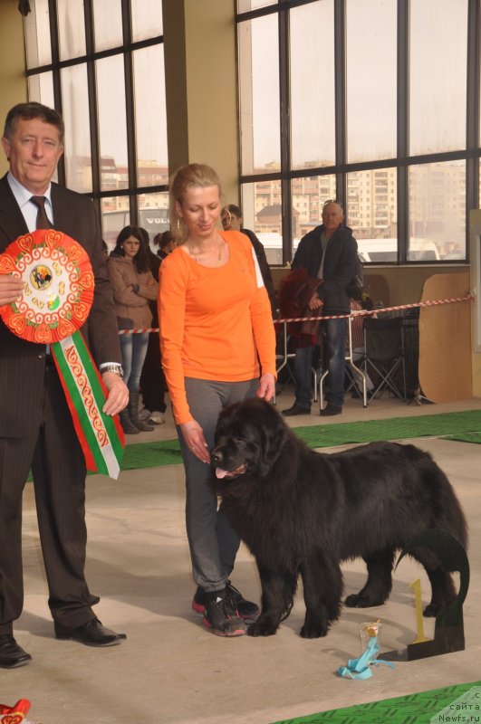 Фото: ньюфаундленд Vronika Ye Satisfaction Super Mishka
