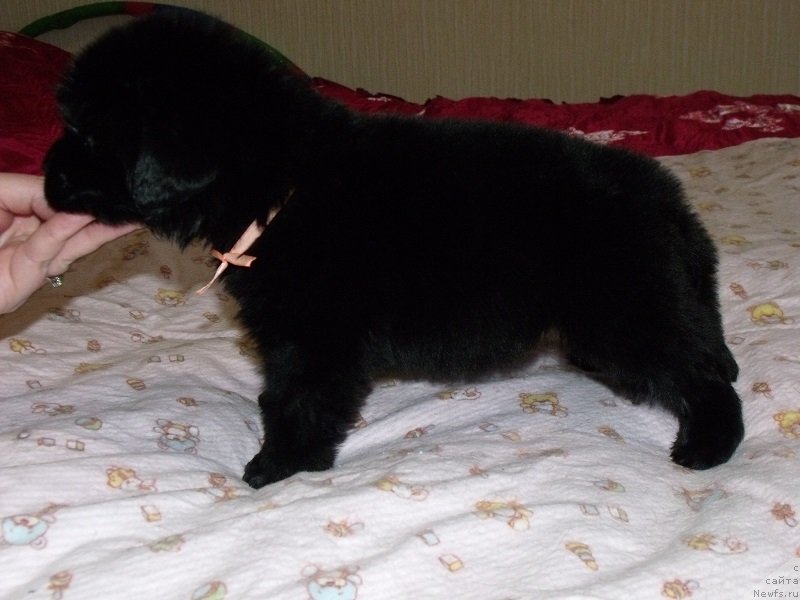 Фото: Девочка коралловая лента, ньюфаундленд Grand Byebi Ariadna (Гранд Бэби Ариадна)