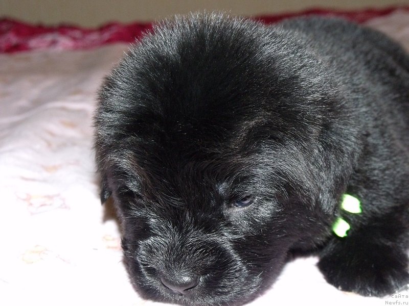 Фото: Салатовая лента, ньюфаундленд Grand Byebi Ariadna (Гранд Бэби Ариадна)