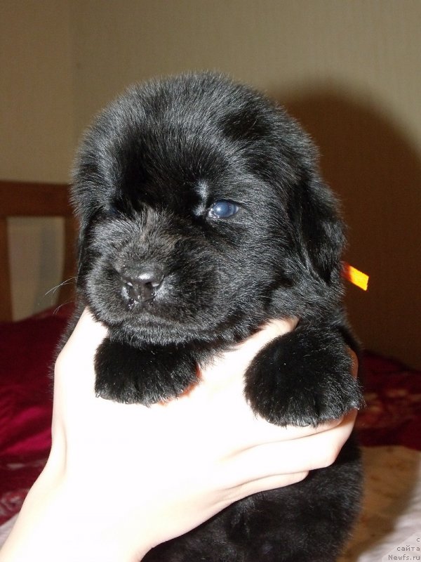 Фото: оранжевая лента, ньюфаундленд Grand Byebi Ariadna (Гранд Бэби Ариадна)