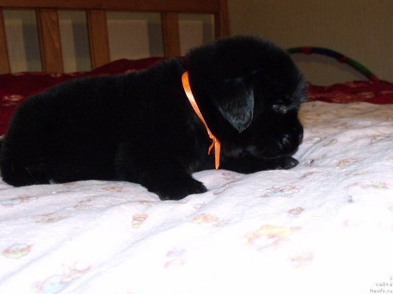 Фото: Оранжевая лента, ньюфаундленд Grand Byebi Ariadna (Гранд Бэби Ариадна)