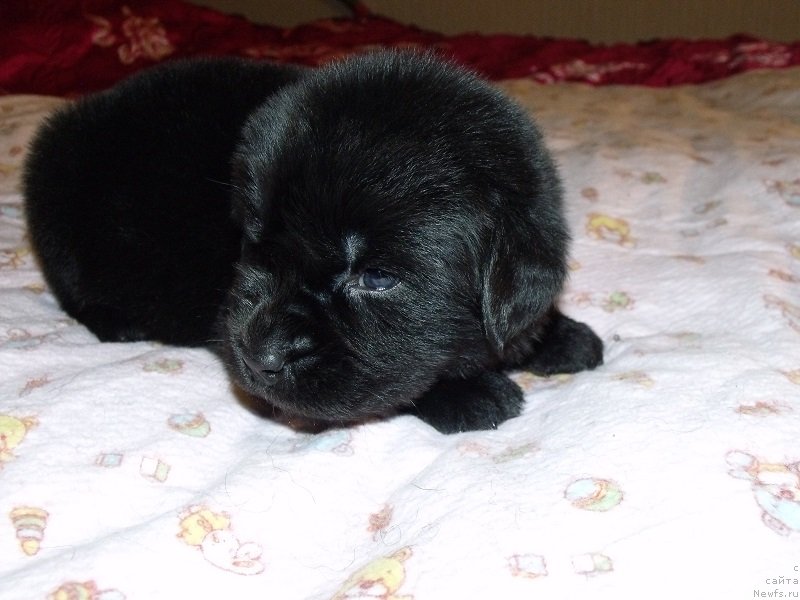 Фото: Оранжевая лента, ньюфаундленд Grand Byebi Ariadna (Гранд Бэби Ариадна)