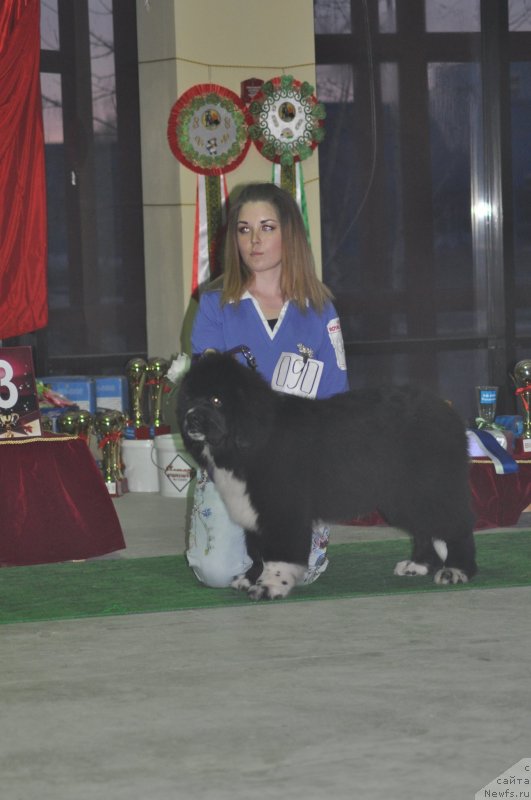 Фото: ньюфаундленд Kara Ayular Winter Snowball