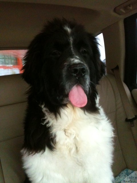 Фото: ньюфаундленд Sent Djons Viva Viktoria (Сент Джонс Вива Виктория)