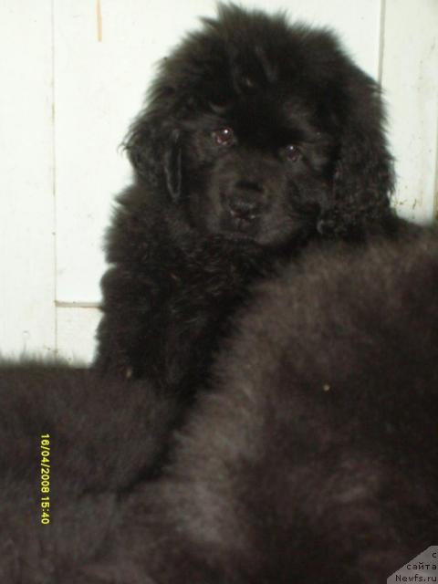 Фото: ньюфаундленд Konni Flayfi (Конни Флайфи)